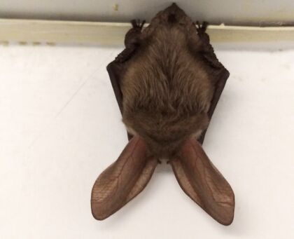 Pracovníkov vydavateľstva prekvapil spiaci návštevník