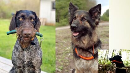 Oznamovačov využívajú v poľovníctve, záchranárstve aj policajnej práci