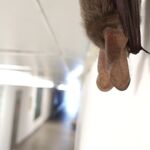 Pracovníkov vydavateľstva prekvapil spiaci návštevník