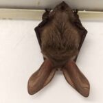 Pracovníkov vydavateľstva prekvapil spiaci návštevník