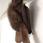 Pracovníkov vydavateľstva prekvapil spiaci návštevník