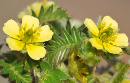 Rastliny s adaptogénnym účinkom a ich využitie v športovej výžive