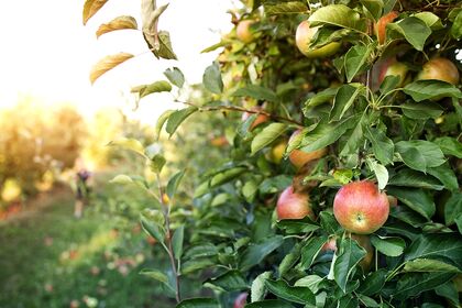 Klimatické zmeny sú pre farmárov nielen hrozbou, ale aj príležitosťou