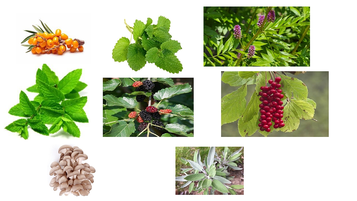 Rastliny s adaptogénnym účinkom a ich využitie v športovej výžive